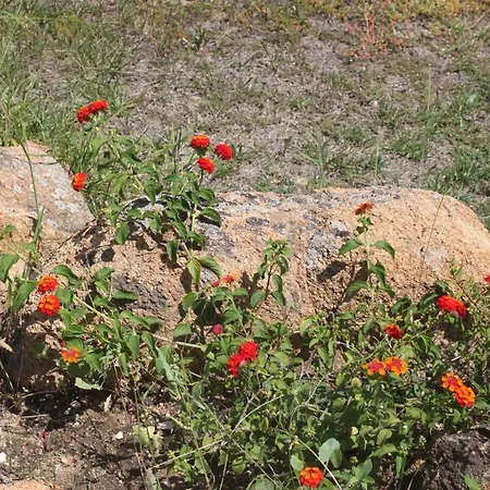 Orovilla Vera *