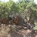 Orovilla Vera *