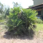 Orovilla Vera