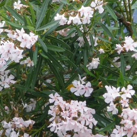 Hébergement de vacances Vera Cala Liberotto
